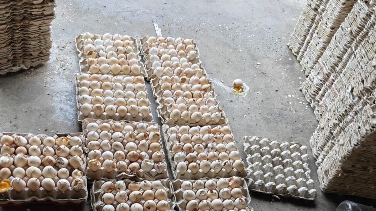 Rotten eggs used to make cakes and donuts, low-quality coconut powder repackaged; illegal food units busted in Hyderabad