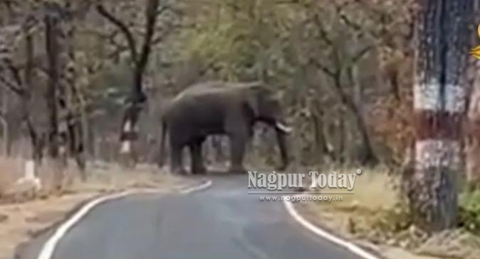 ​अन्नदाता पर आर्थिक प्रहार , रात के अंधेरे में हाथियों का ‘सर्जिकल स्ट्राइक’