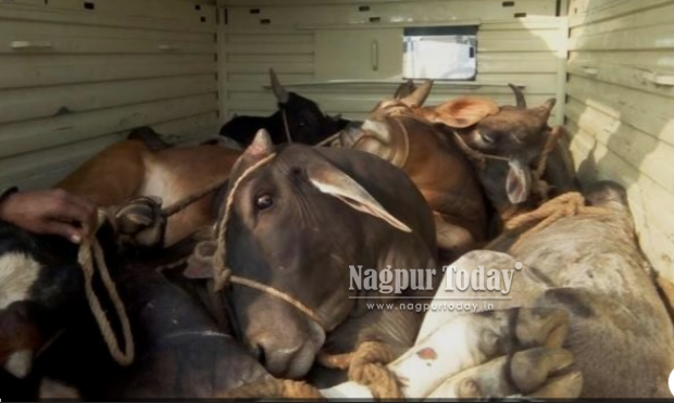 11 cattle rescued from illegal slaughter setup in Nagpur