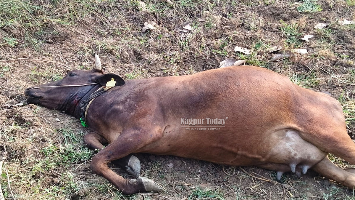 पारशिवनीत वाघाचा हल्ला; गायीचा बळी, परिसरात भीतीचे वातावरण