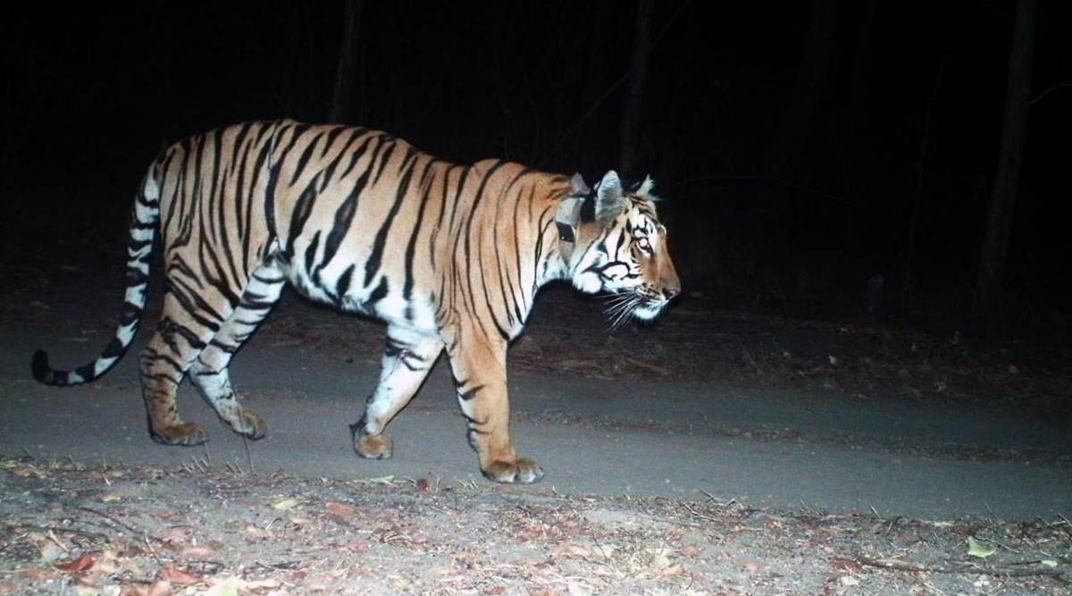 Nagpur: Poaching arrests ring alarm bells in tiger belt | Nagpur News