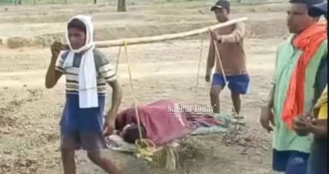 गडचिरोलीच्या भामरागडमध्ये रानडुकरांचा कहर; रुग्णवाहिका नाही, कावडीच ठरली आधार!