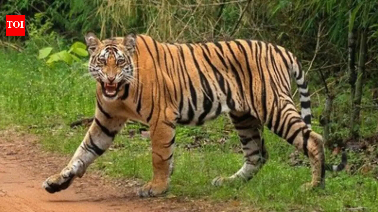 Maharashtra tiger attack: 4 women tendu leaf collectors mauled in Chandrapur, 1 man killed in Bhandara | Nagpur News