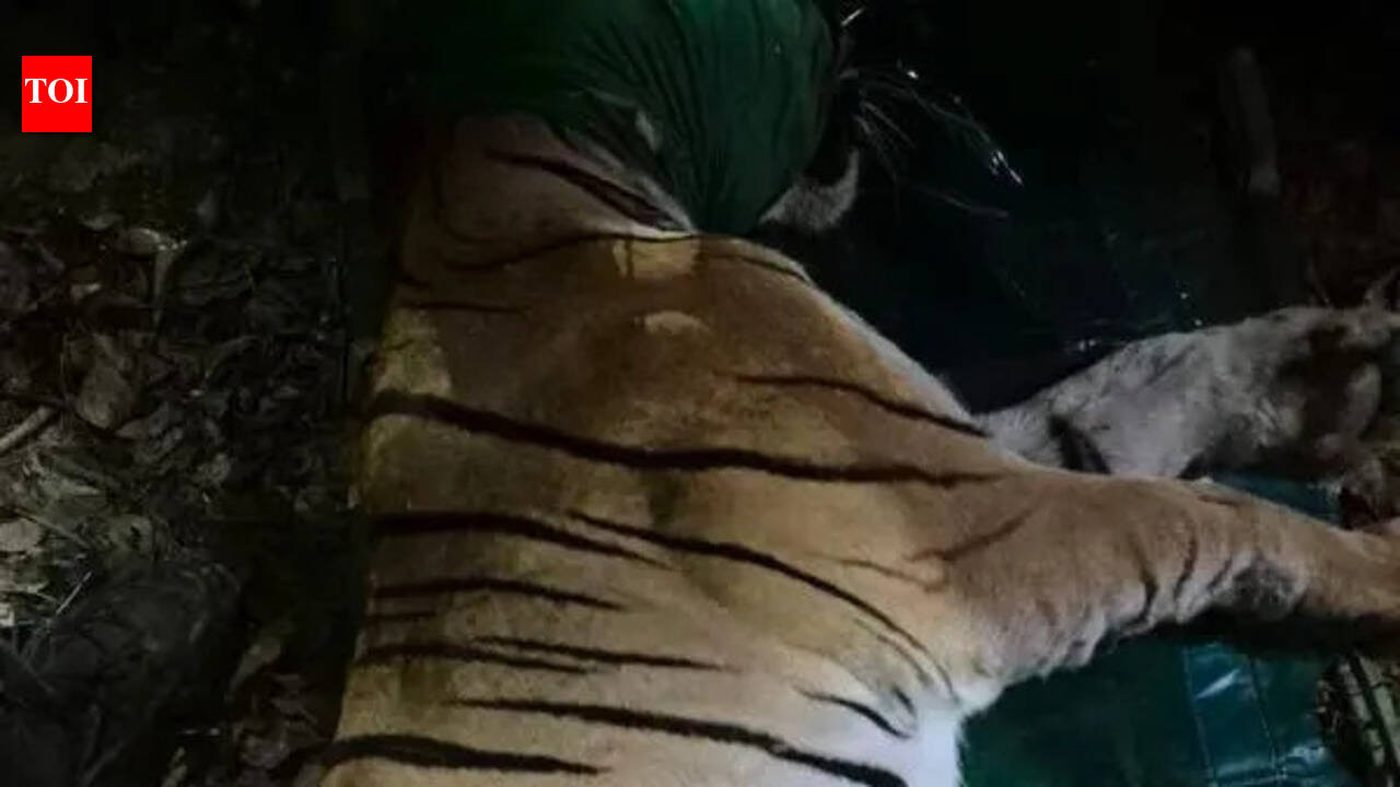 Tigress which killed 4 women in Chandrapur captured | Nagpur News