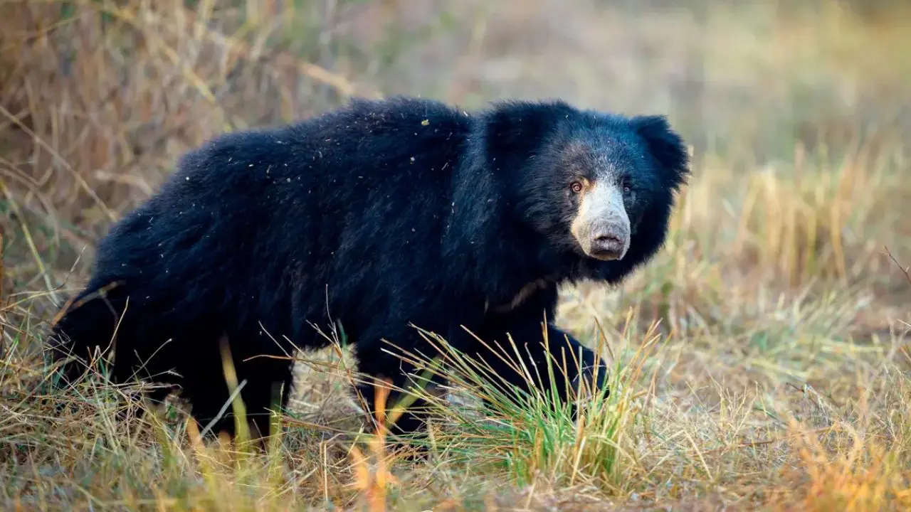 Maharashtra: Sloth bear dies of electrocution in Maharashtra, three villagers booked