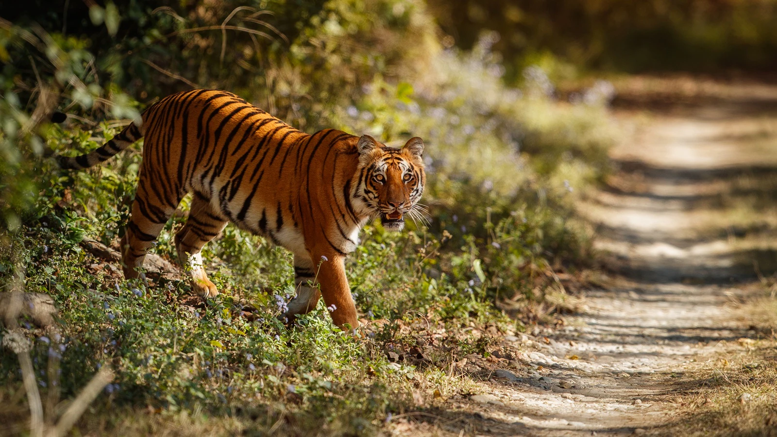 How a Terrifying Tiger Attack Killed Four Village Women Gathering Tendu Leaves in the Forests of Chandrapur