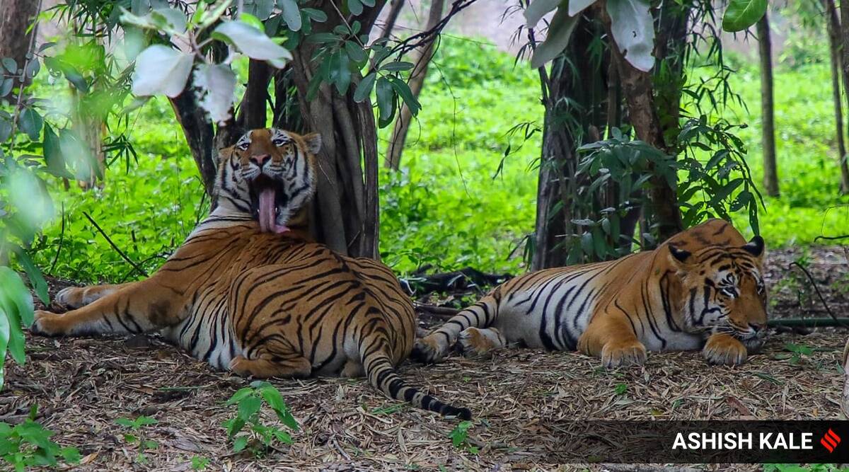 Seven fatal tiger attacks in one month brings forth Gadchiroli as new man-animal conflict hotspot