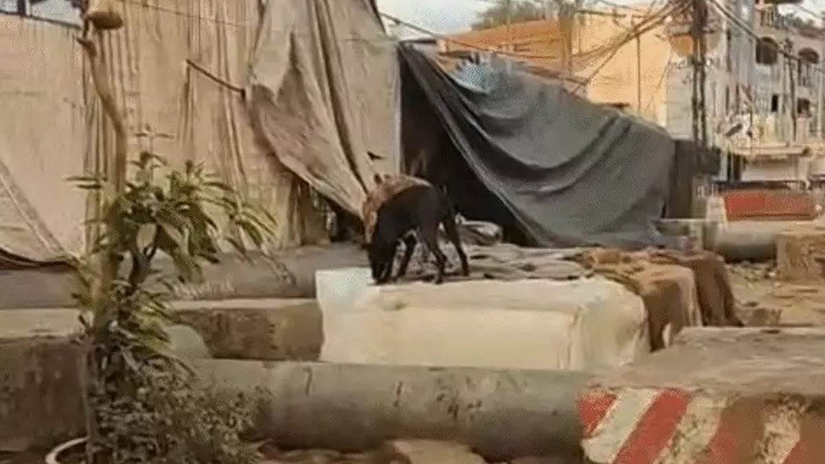 भोपाल में आवारा कुत्‍तों के चाटने के बाद बिक रही थी बर्फ, वीडियो वायरल होते ही निगम ने लगाया जुर्माना
