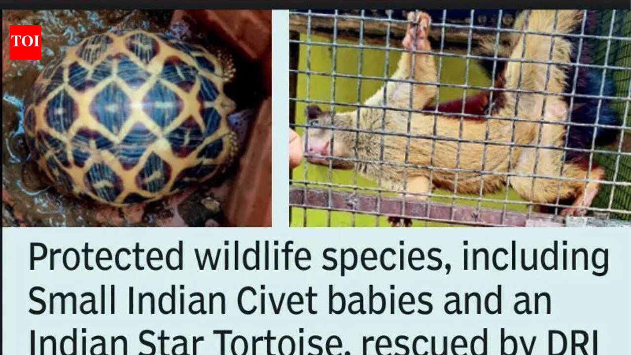 DRI Nagpur rescues wild animals from AP | Nagpur News