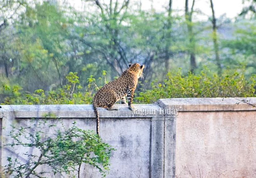 Gorewada Leopard Death Mystery Deepens as Claims of Three Fatalities Surface