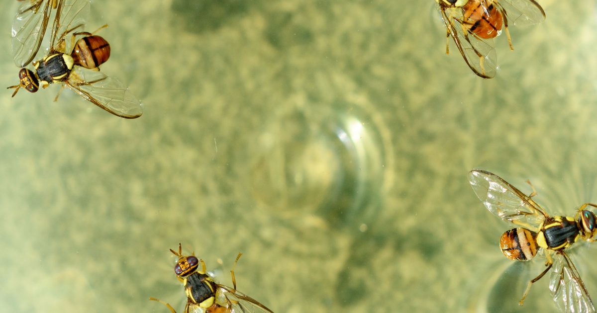 How to get rid of fruit flies: easy DIY traps that work (UK guide)