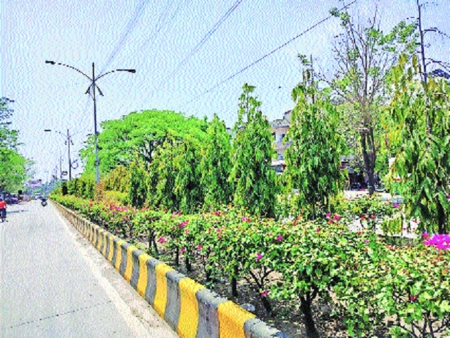 Planting saplings but losing nature: The hidden biodiversity crisis in Nagpur