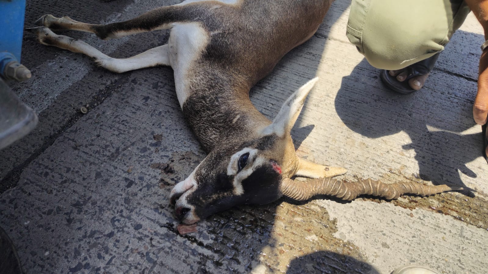 Sambar Deer Killed in Hit-and-Run Near Petrol Pump in Parshivni