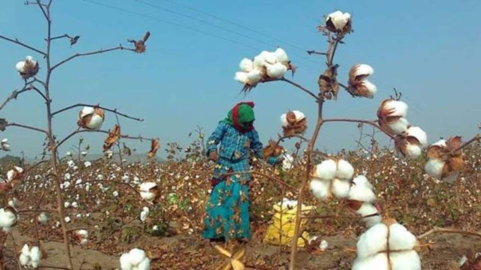 Cotton sowing area likely to rise by 10-15% this kharif season: Officials | Mumbai News