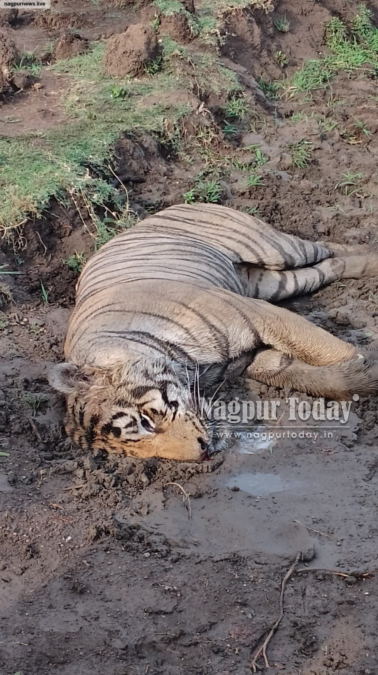 Tiger Found Dead in Umred Forest Near Nagpur,