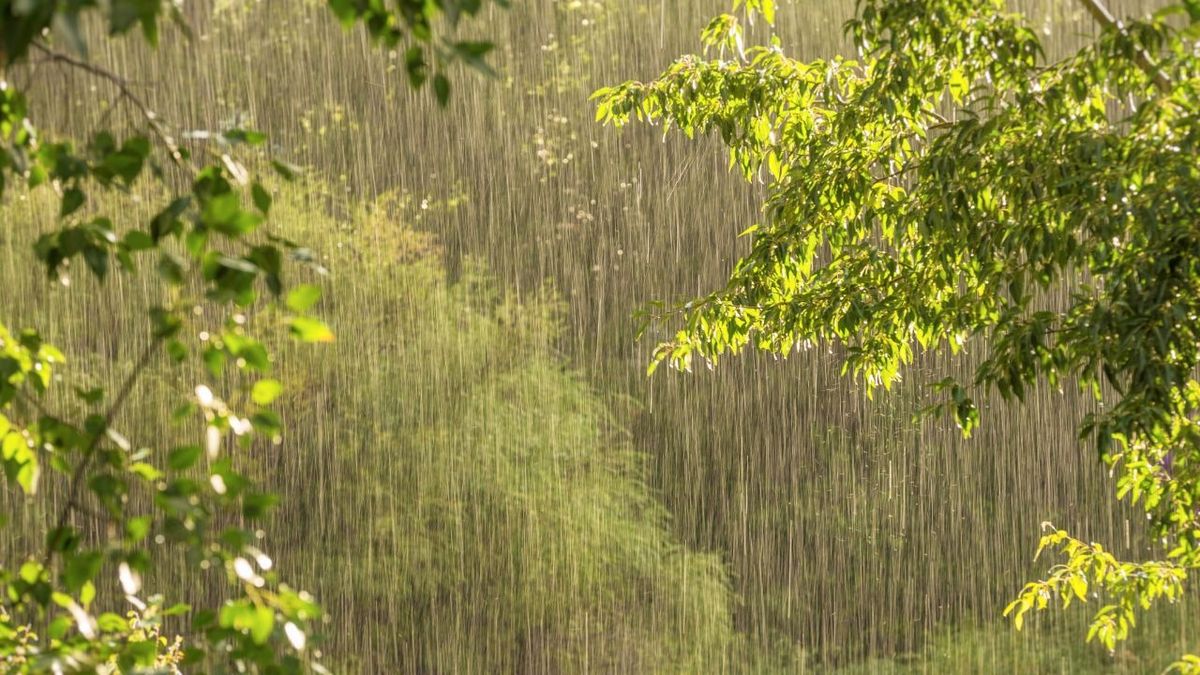 Nagpur: Heavy rain likely in Nagpur for the next few days