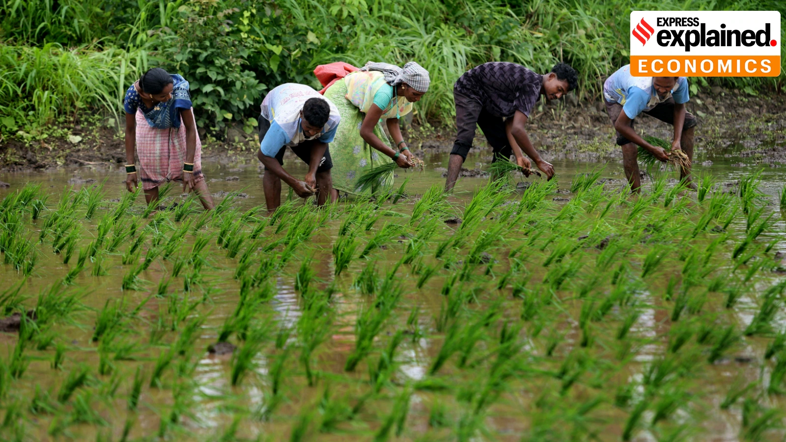 Monsoon may remain weak across Maharashtra till June 15; farmers advised against sowing | Mumbai News