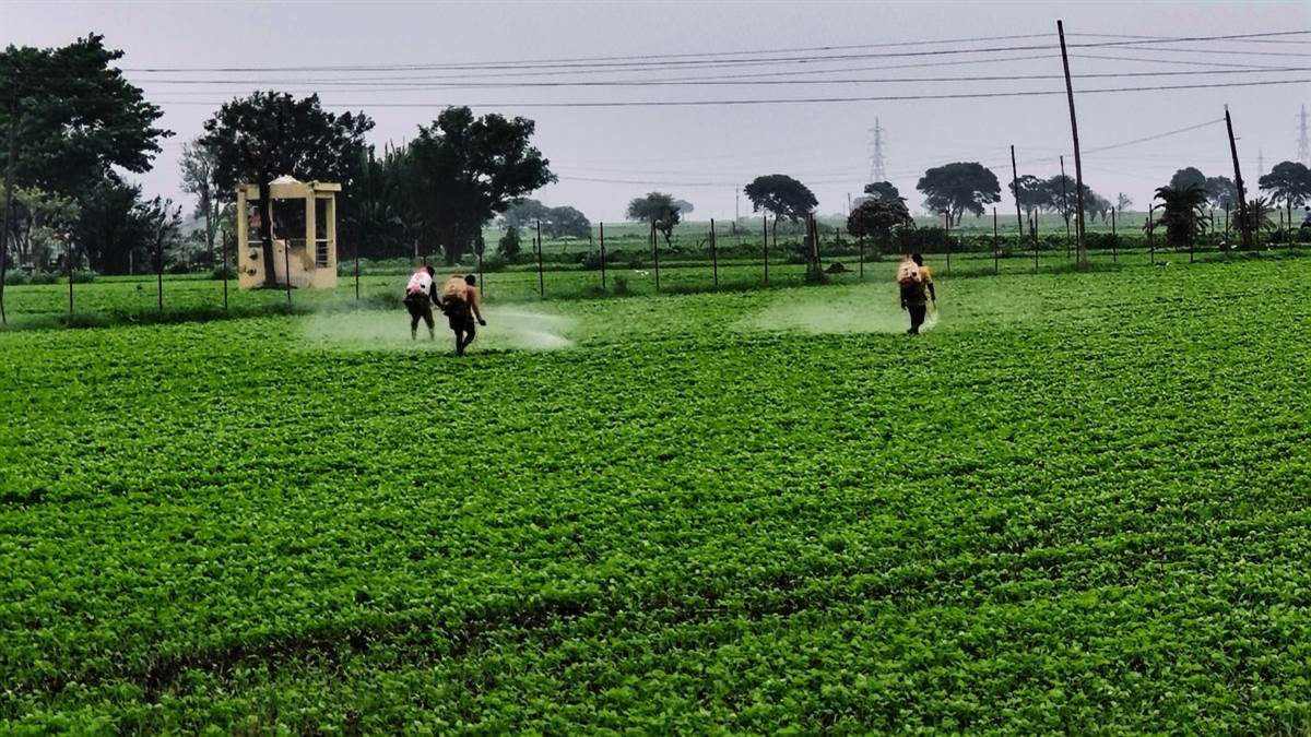 Monsoon Update: इंदौर में आज बादल छाएंगे, छिटपुट बारिश होगी, छाई हरियाली का नजारा, खेतों में जुटे किसान