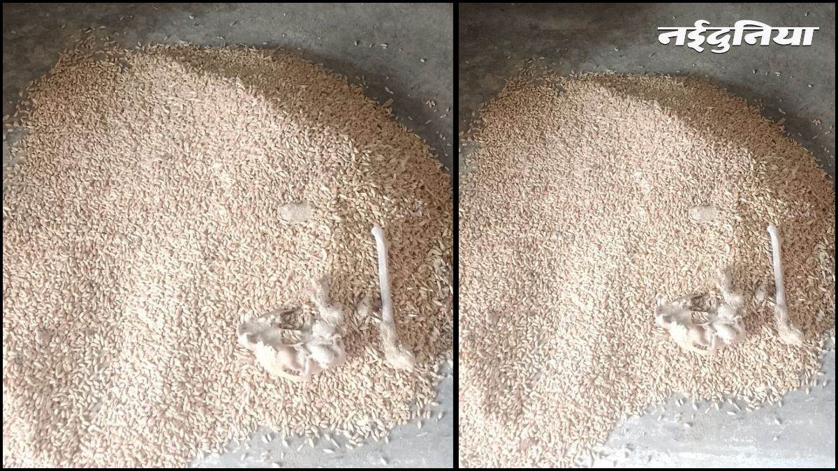गरीबों के निवाले के साथ भद्दा मजाक… राशन की बोरी से निकला जानवर का कंकाल और हड्डियां, भड़के ग्रामीण; दुकान सील