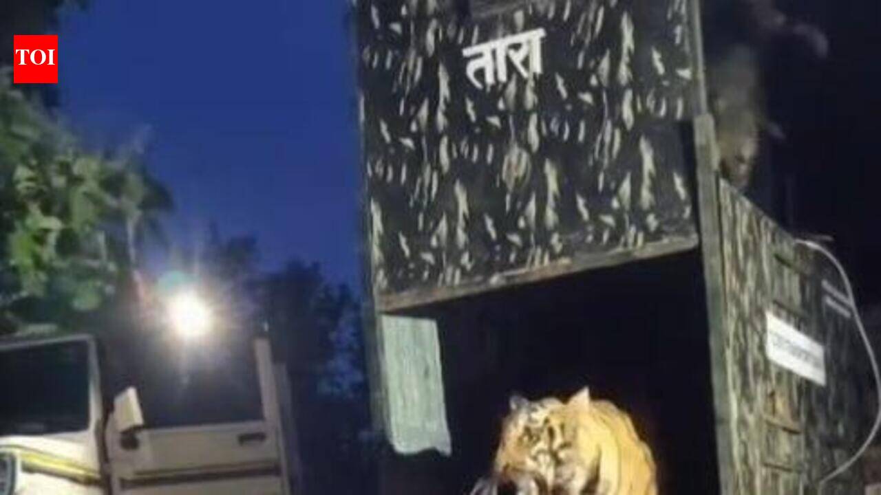 Tadoba tigress moved to Dhyanganga to build new breeding population | Nagpur News