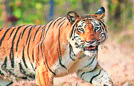 Nagpur Tiger Declaration 2026 to frame State’s tiger conservation policy