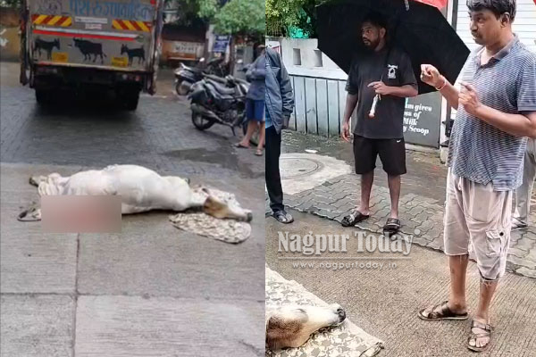 Injured Cow Left Untreated for 5 Hours in Nagpur