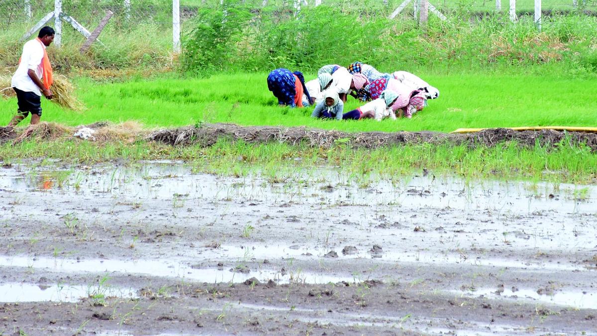 Telangana records 27% rainfall deficit; CS urges shift to alternative crops