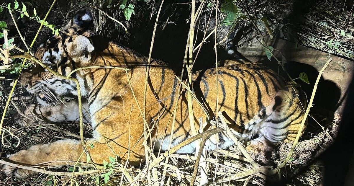 Delegates from tiger range countries to converge in Nagpur for Global Tiger Day – Deccan Herald