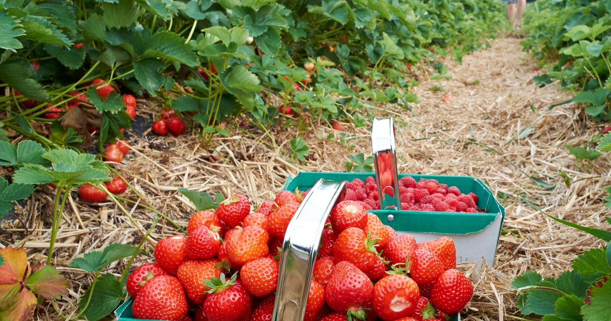 The Best Pick-Your-Own Strawberry Farms In The UK
