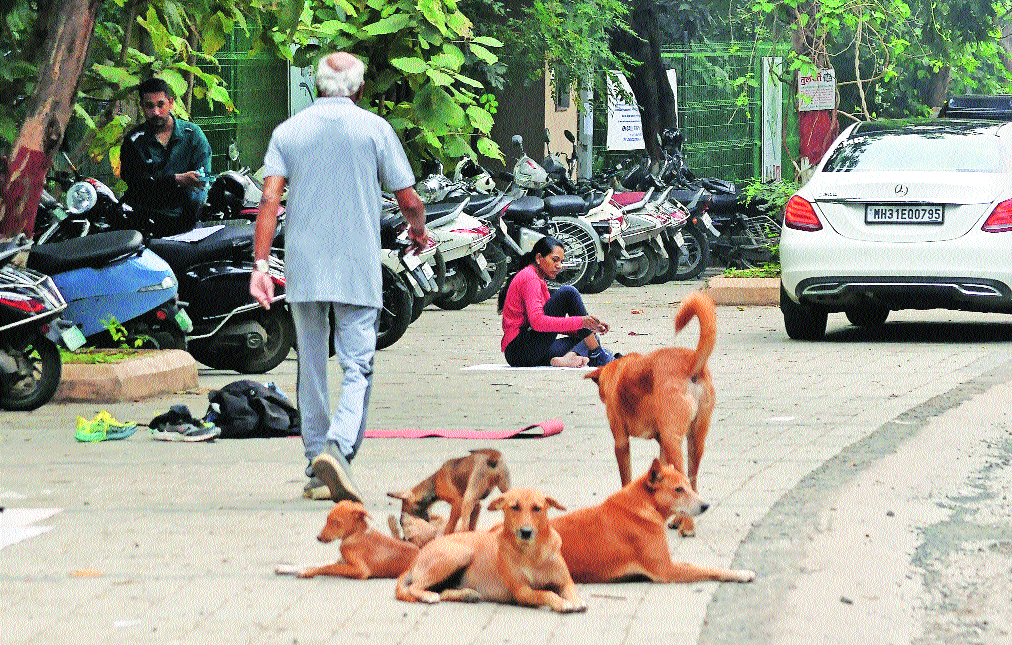 15.9% rise in dog-bite cases in six months
