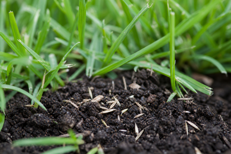 How to Bring a Tired Lawn Back to Life in 2026