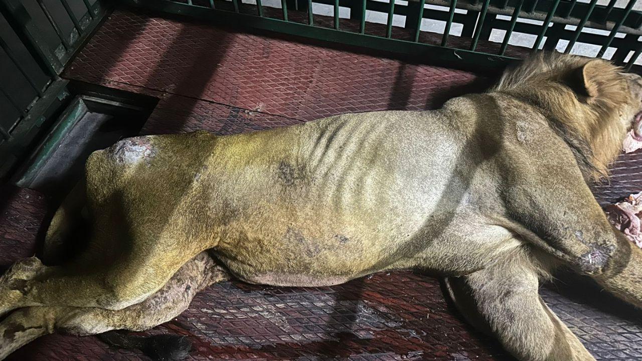 Maharashtra: Lion Bharat dies during treatment at Gorewada Wildlife Rescue Centre in Nagpur – Mid-Day