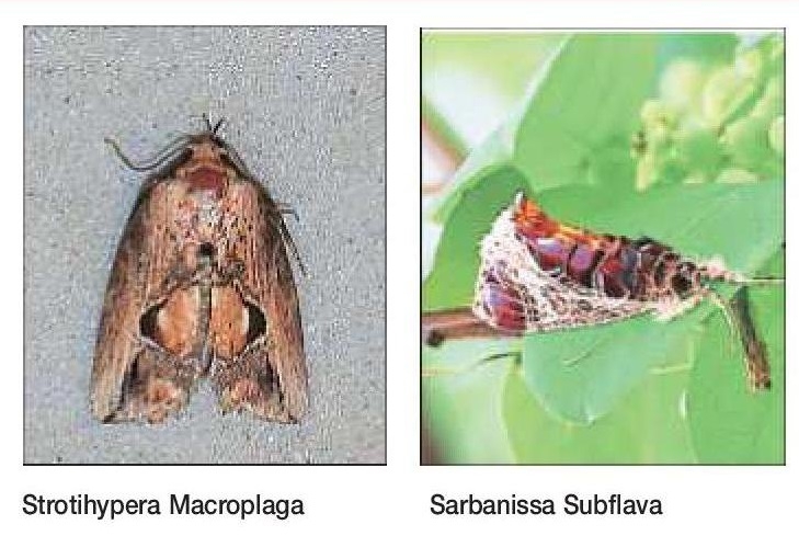Two rare species of moths recorded in Nagpur for the first time in India