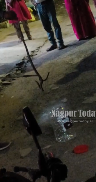 Highly venomous Krait rescued from residential colony in Nagpur’s Hudkeshwar
