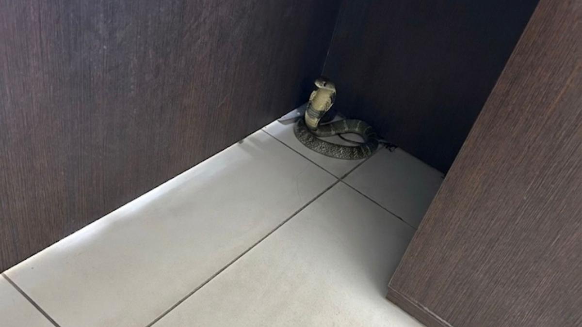 AI-generated images of snakes hamper rescue calls, diverts resources from legitimate requests