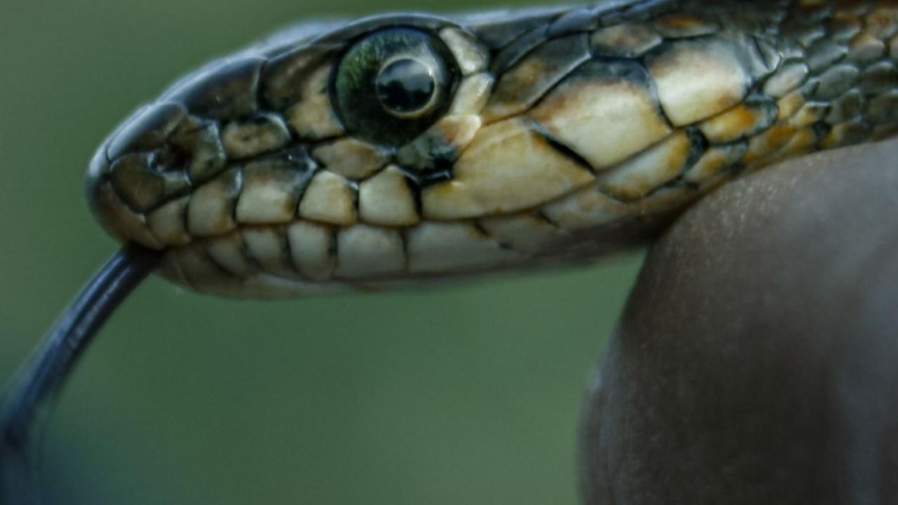 Maharashtra makes snakebite notifiable disease after 655 deaths in 3 years
